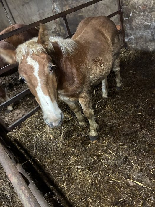 Sprzedam ogierka sokólskiego