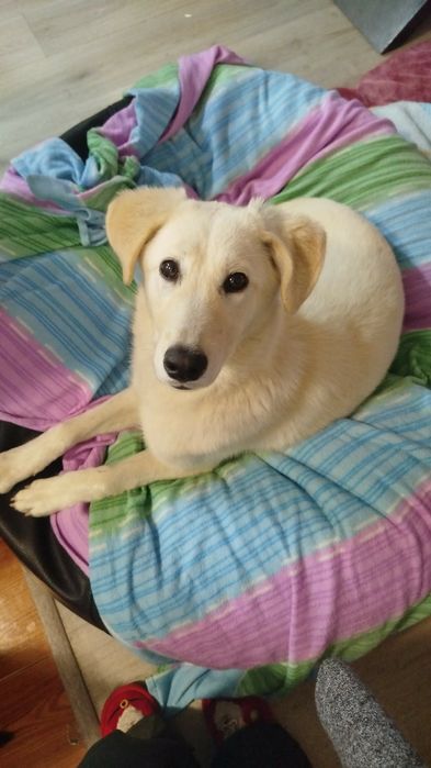 Cadelinha com 8/9 mesinhos para adopção