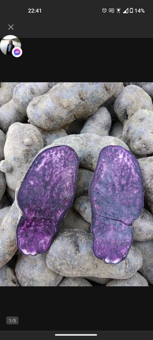 Ziemniaki truflowe fioletowe i różowe