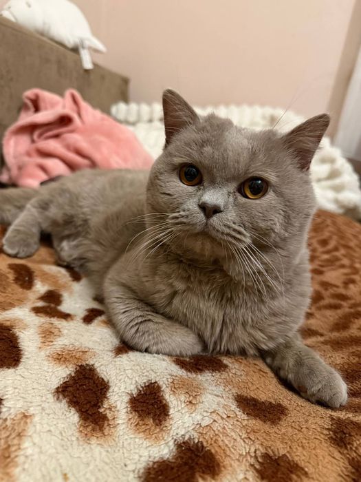 Британець шукає наречену на злучку