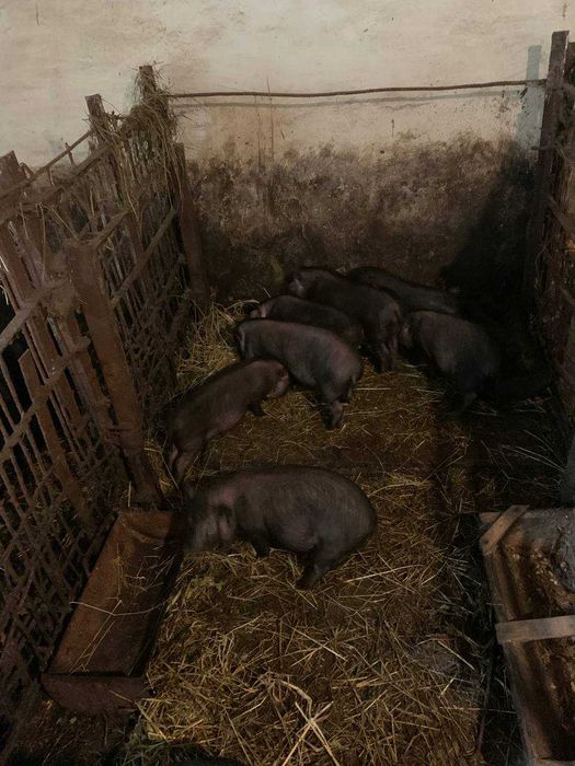 Поросята (Свині)