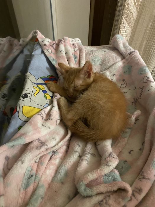 Отдадим в хорошие руки рыженького котенка, мальчик
