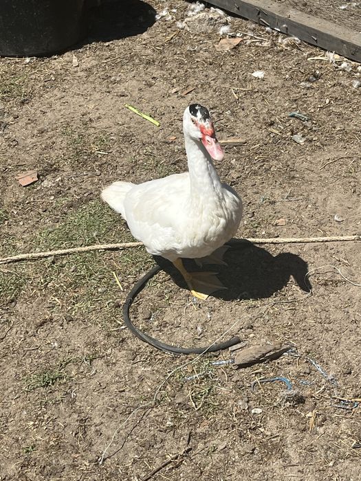 Patos mudos para venda