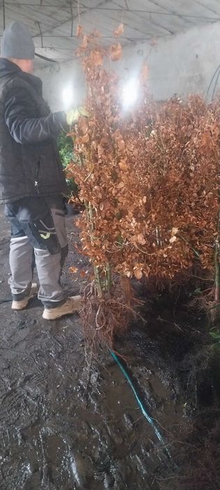 Buk bardzo duża sadzonka Gotowy żywopłot