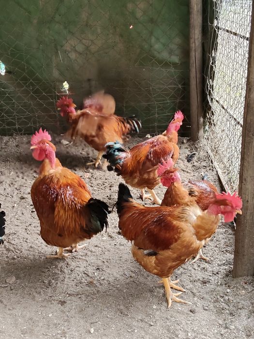 Vendo Galos caseiros