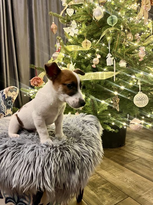 Jack Russell Terrier piesek Elvis  rodowod