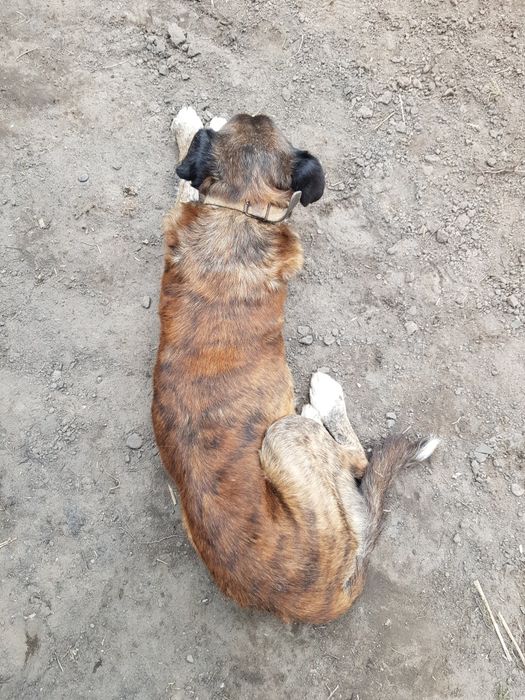 Pies znaleziony , Morawin, Gmina Ceków-Kolonia