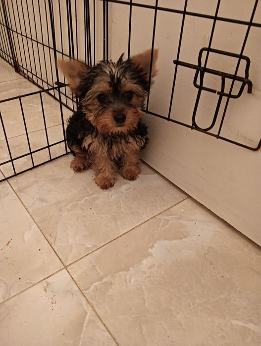 Yorkshire Terrier   fêmea