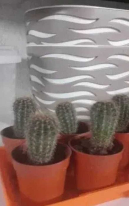 Kaktusy Echinopsis