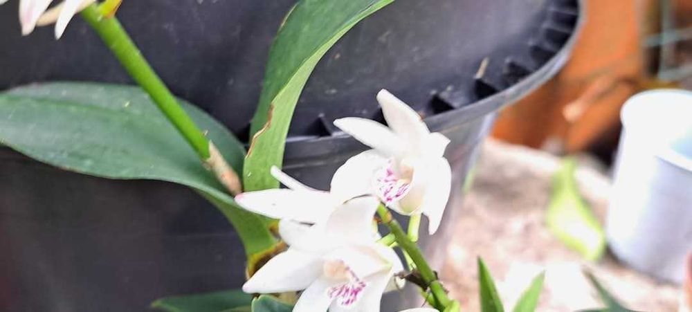 Vendo mudas de  Dendrobium kingianum