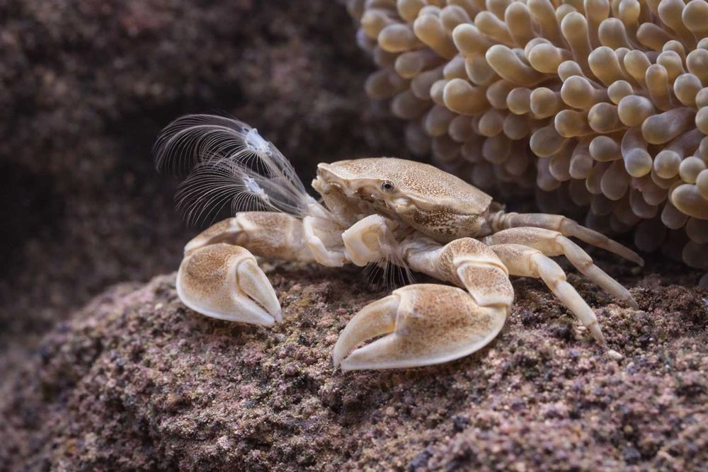 Krab Porcelanowy Petrolisthes sp. Purple Claw Porcelain Crab