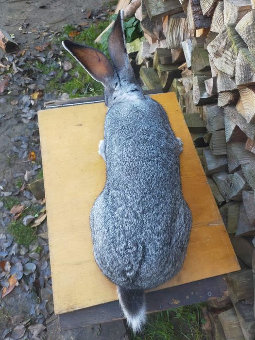 Кролі породи Шиншила. Німецький строкатий велетень.