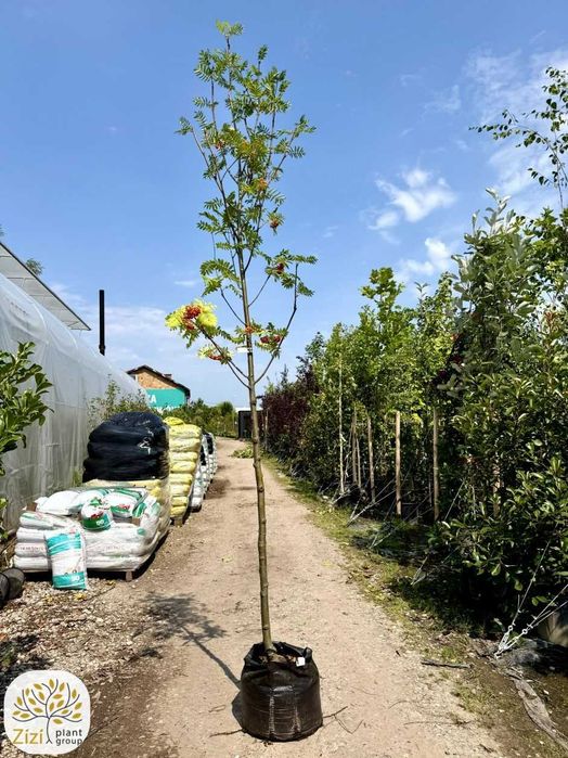 jarząb pospolity, Sorbus aucuparia Wettra, jarzębina obwody 5-12cm