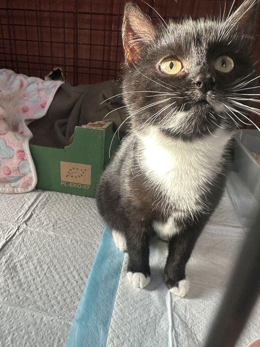 Koty z serca Kaszub polecają się do adopcji!