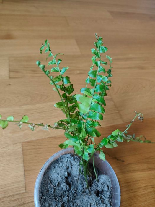 Nephrolepis tiger, paproć tiger