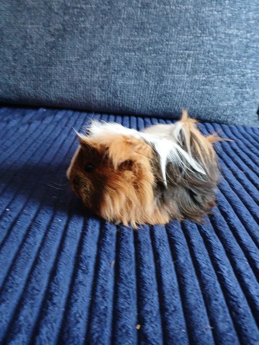 Świnka morska samiczki i samce