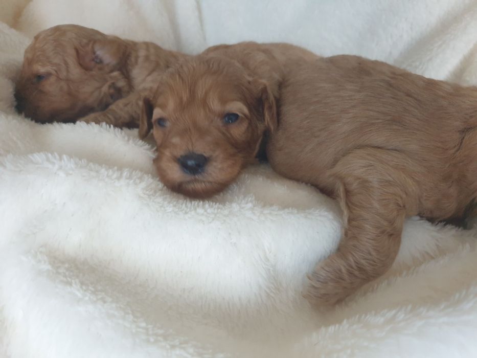 Mini goldendoodle ,  cudowne maluchy , szczeniak