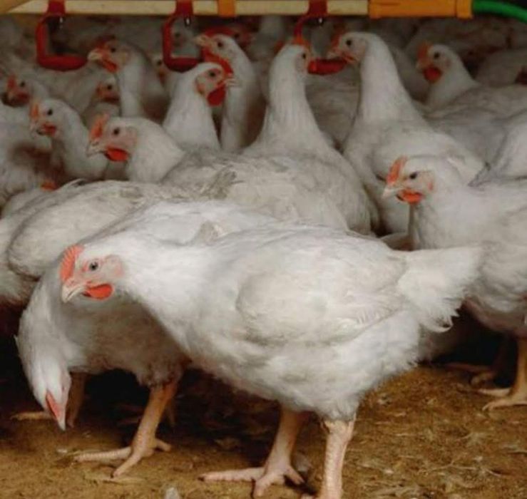 Подросток, живой вес, бройлер Кобб-500