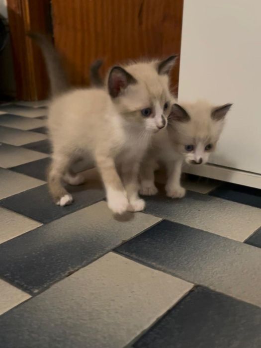 Gatos para adoção responsável