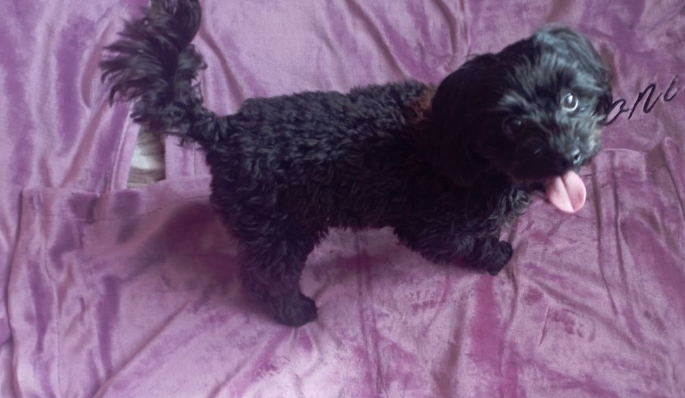 Вязка  Мальтипу -Мини-Мальчик