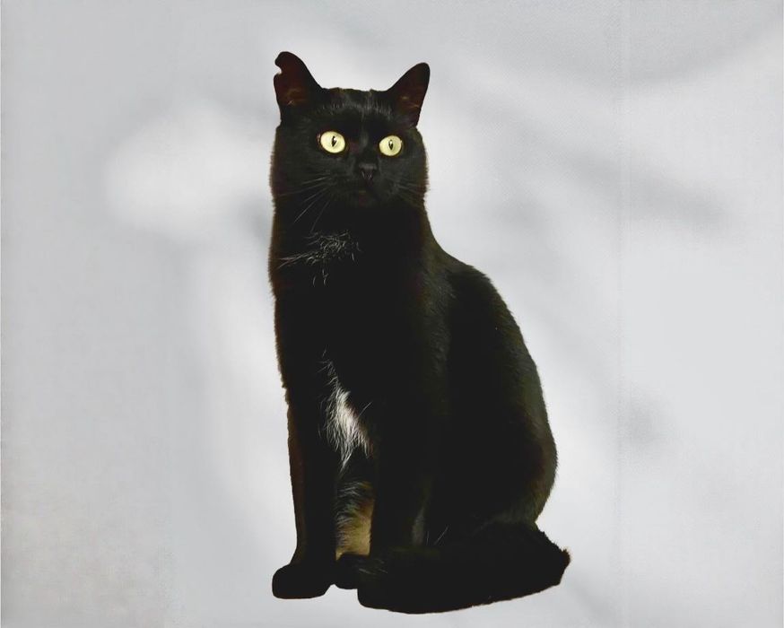 Марсела, витончена красуня, шукає свою родину!