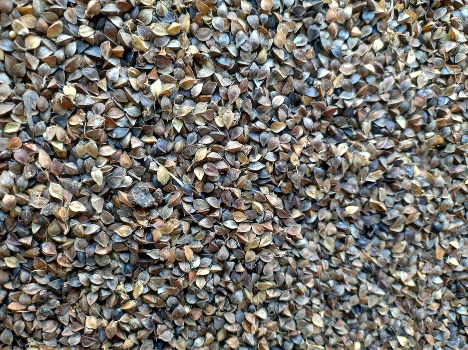 Gorczyca ekologiczna z certyfikatem i fakturą , na poplon . gryka