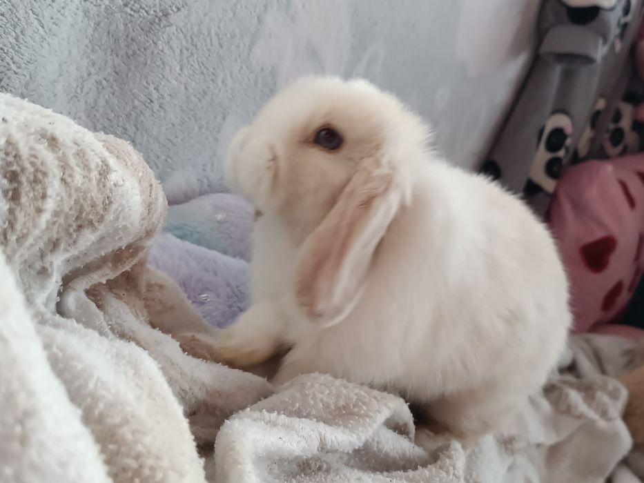 Niebieskooka dziewczynka Mini lop malutka