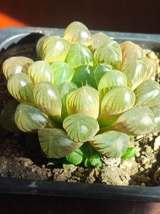 Продам суккулент . Хавортия Купера.