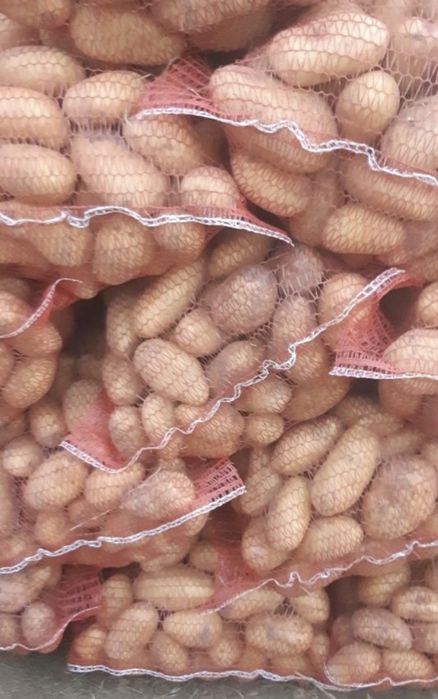 Картопля картошка