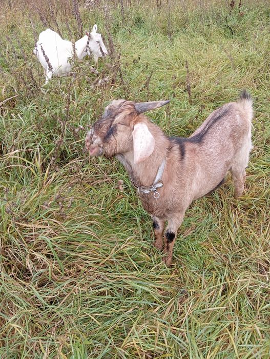 Продам кози кізочки