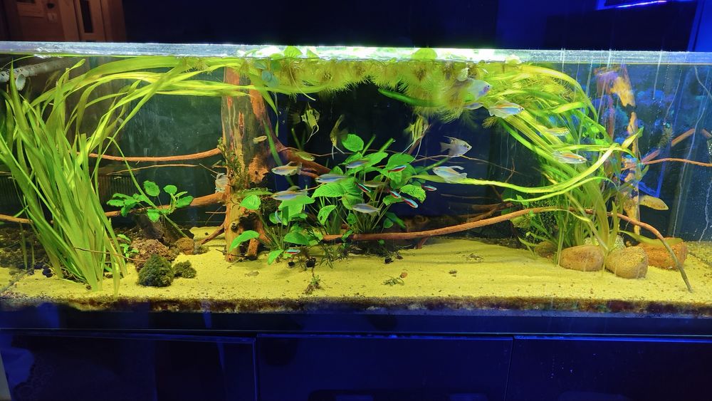 Serwis akwarium/ akwarium dekoracyjne