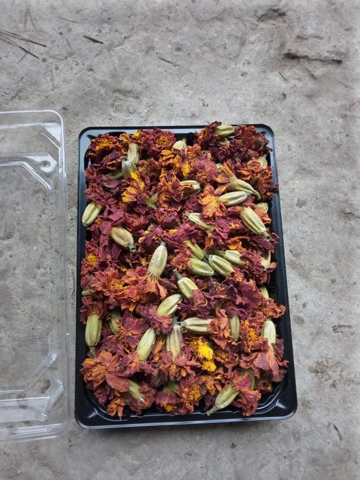 Чорнобривці квіти сухі, 2025рік