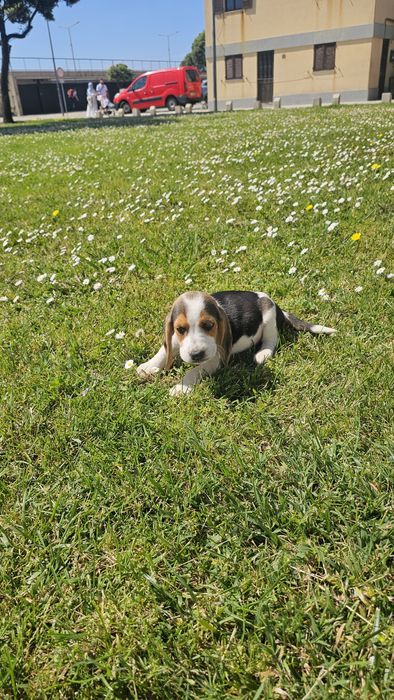 Beagle tricolor macho