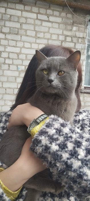 Котик безкоштовно