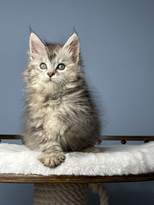 Крупная девочка мейн кун 2 месяца под новогоднюю елочку