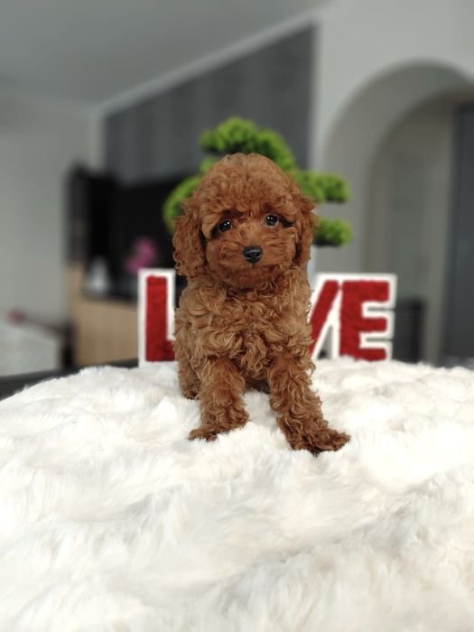 Pudel Toy Red Piesek