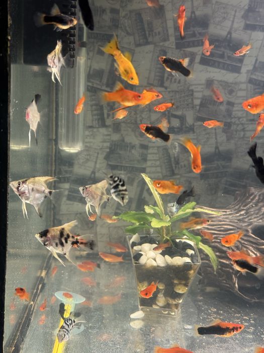 Продаються рибки