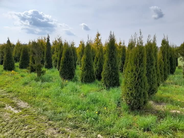 Tuja Szmaragd thuja sadzenie i dowóz do klienta