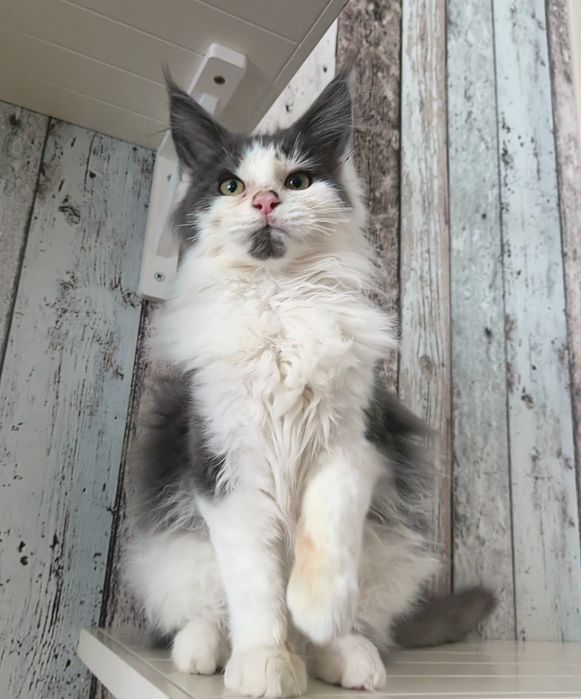 Rodowód FPL-Piękny dorodny Kocurek Maine Coon