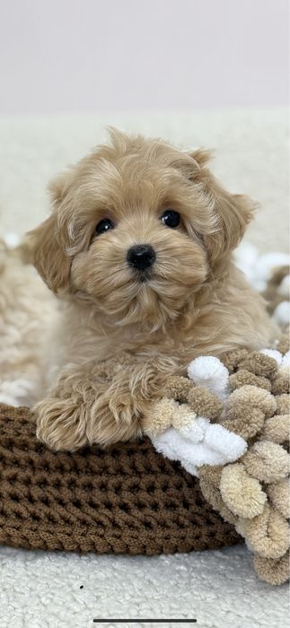 Очаровательные детки Мальтипу !!!