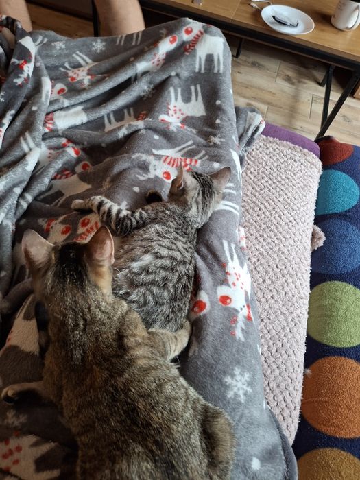 2 kochane przytulaśne kotki do adopcji
