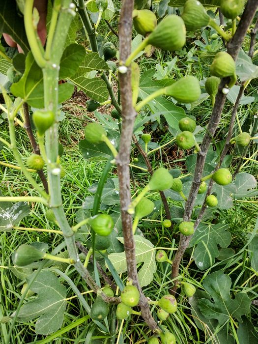 Інжир, живці, черенки, чубуки. Брунсвік, Конадрія та інші сорти