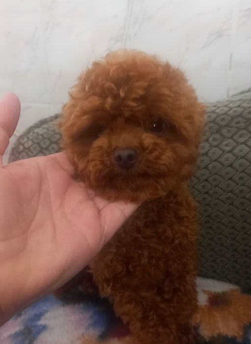 Вязка пудель мини.