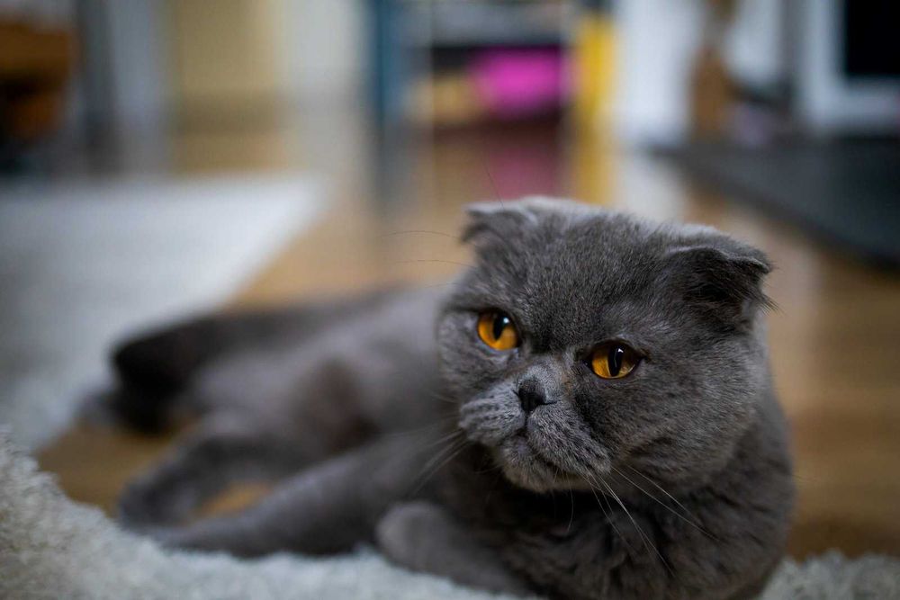 Шотландская кошка вислоухая по имени Маркиза.