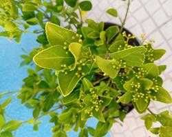 Evo'nio do Japao (Euonymus Japonicus) para sebes