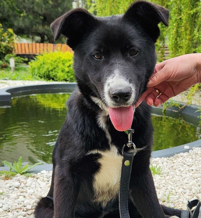 Собака,  Мишель 1год, стерилизована