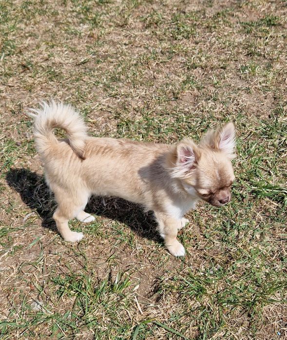 Piesek długowłosy Chihuahua