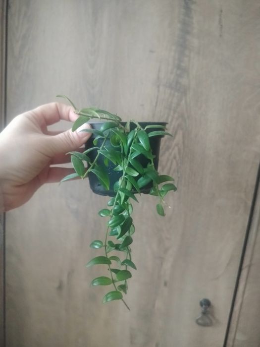 Długie epipremium złociste