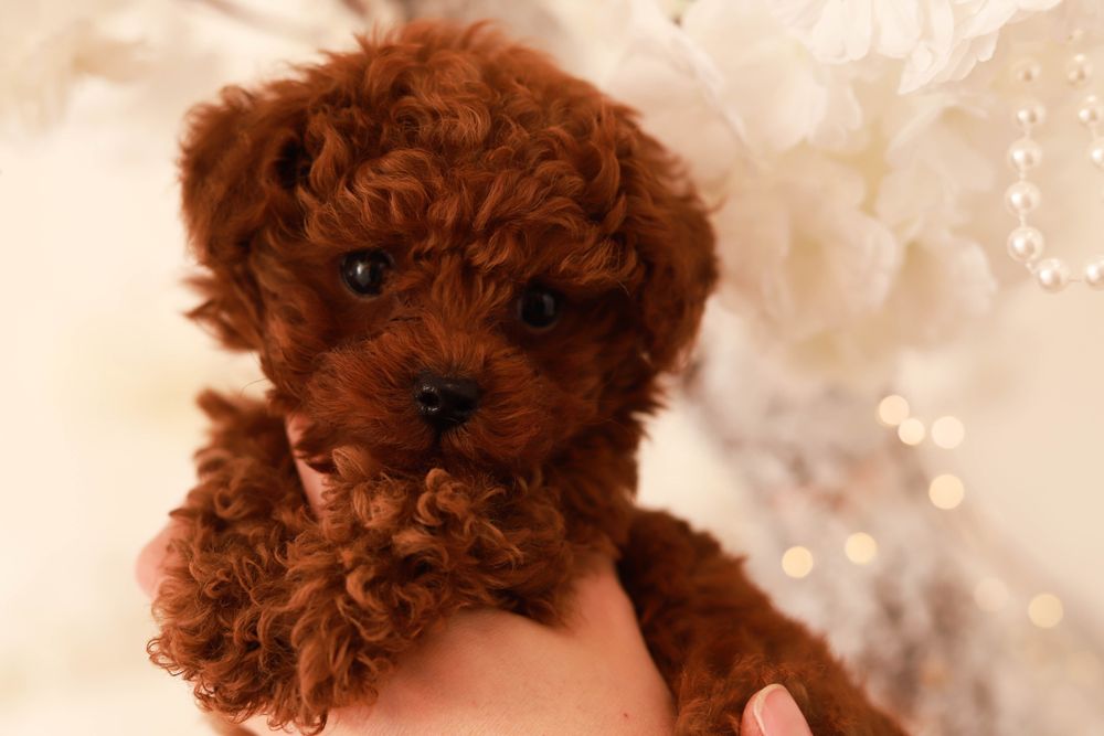 Той пудель дівчинка КСУ/FCI