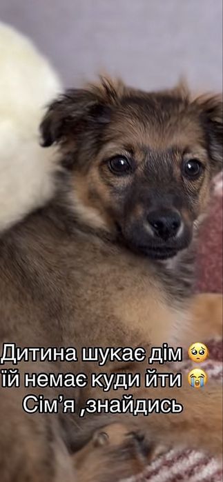 Прилаштовується цуценя дівчинка 3-3,5міс